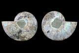 Cut & Polished Ammonite Fossil - Agatized #88166-1